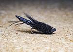 CRM Grasshopper