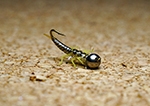 SL Stone Fly Nymph #8 Tungsten 5.5mm