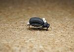 KS Beetle