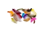 Wapsi Mallard Barred Flank