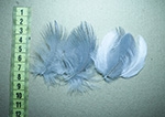 Перо цапля Fly Fishing Tales Heron Feather Grey-White